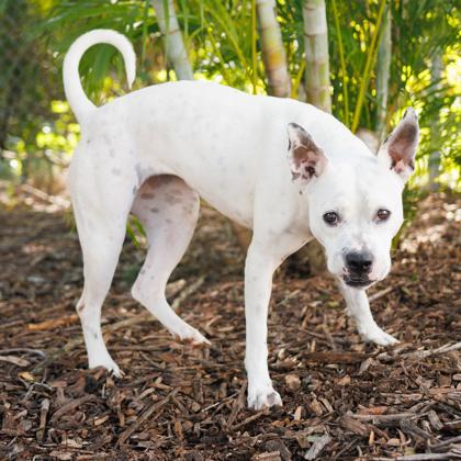 Enlarge Xena, a Adoptable mixed breed in Largo, FL image 2/3