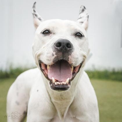 Enlarge Xena, a Adoptable mixed breed in Largo, FL image 3/3