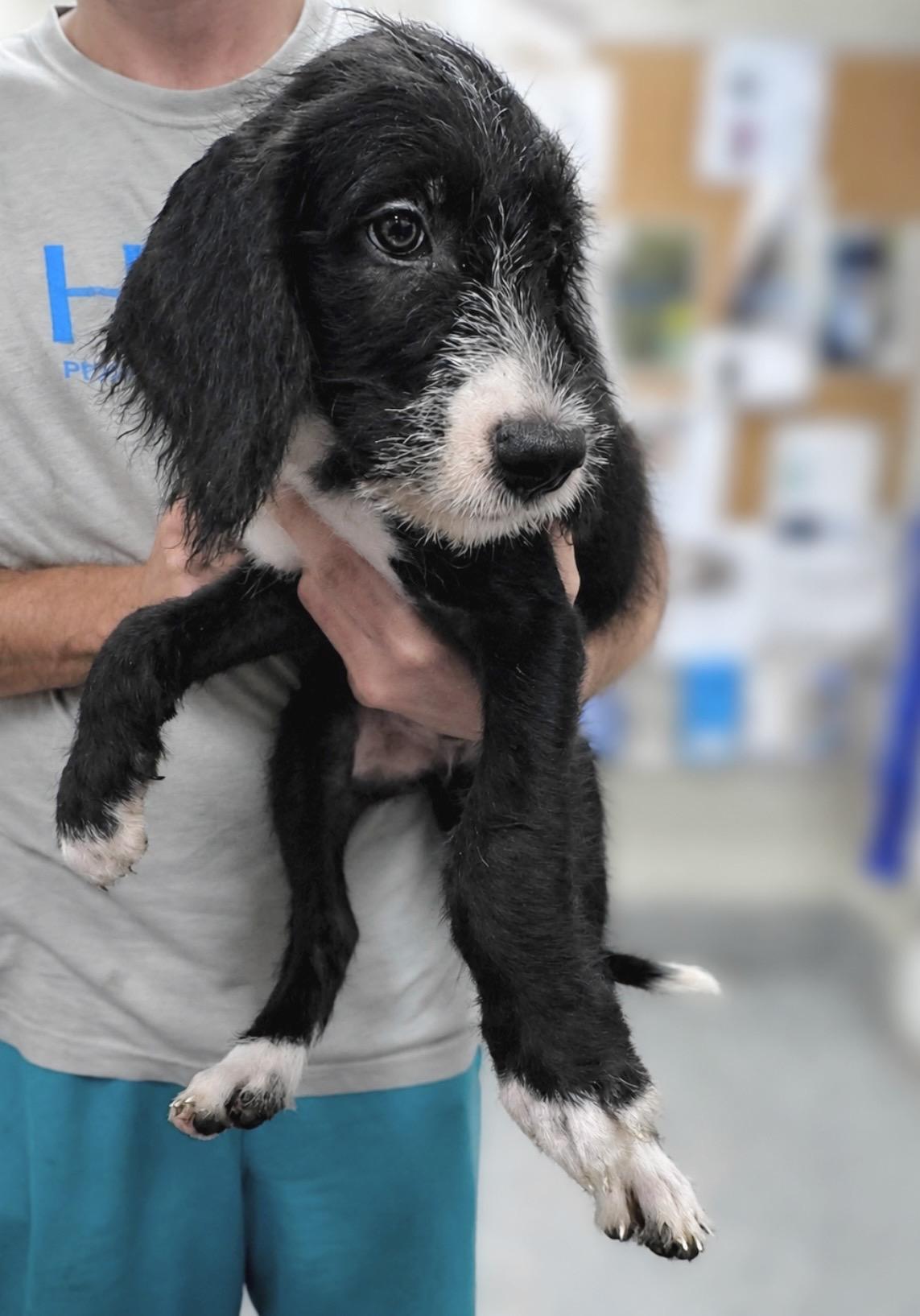 Oreo, ADOPTABLE, Puppy Male Goldendoodle & Labrador Retriever.