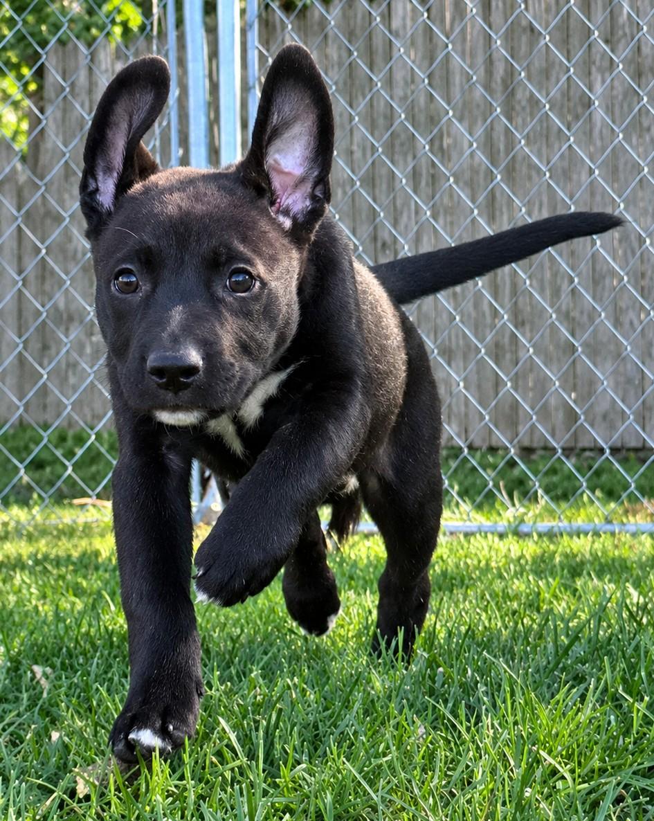 Enlarge Wybie, a Adoptable mixed breed in Grayslake, IL image 1/4
