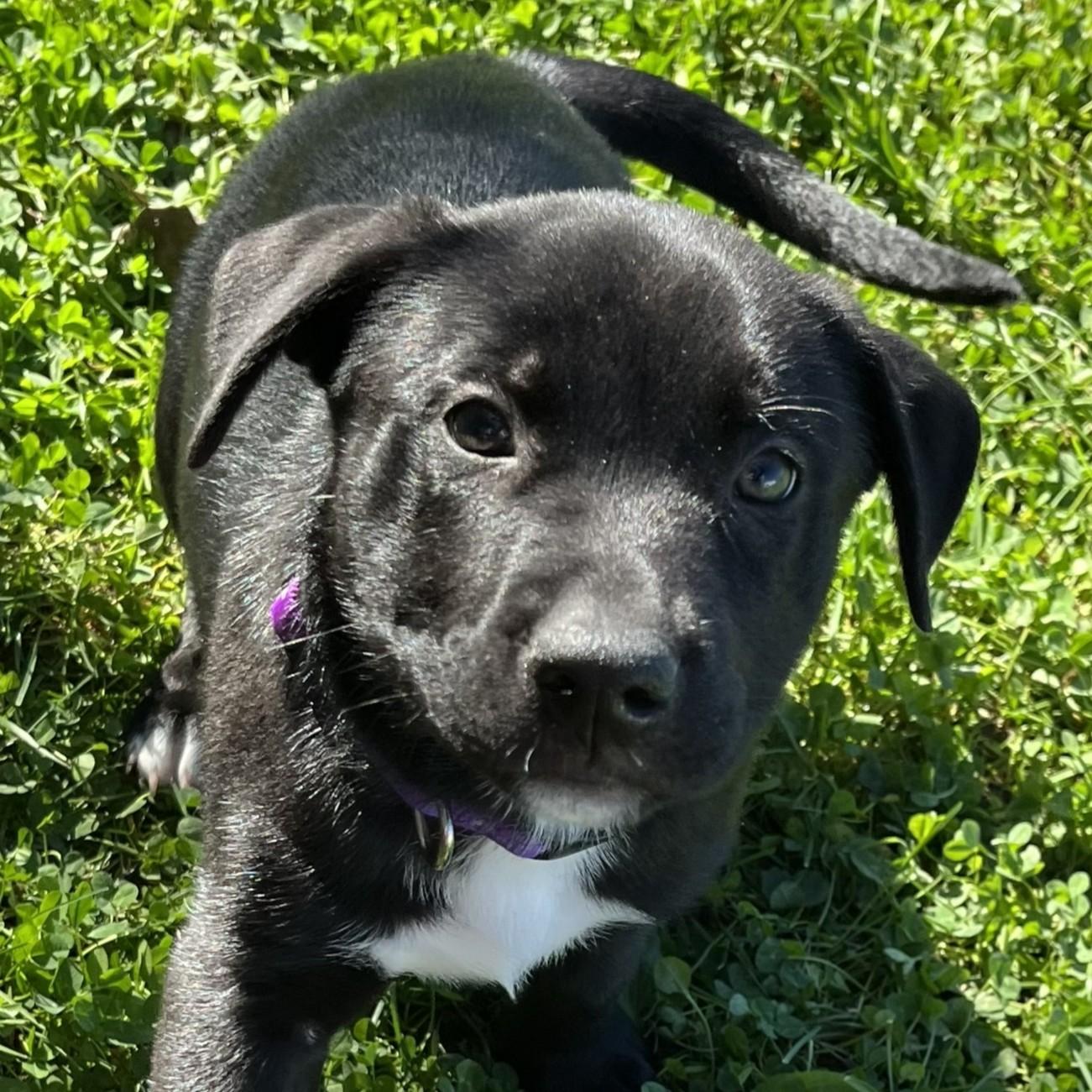 Enlarge Wybie, a Adoptable mixed breed in Grayslake, IL image 4/4