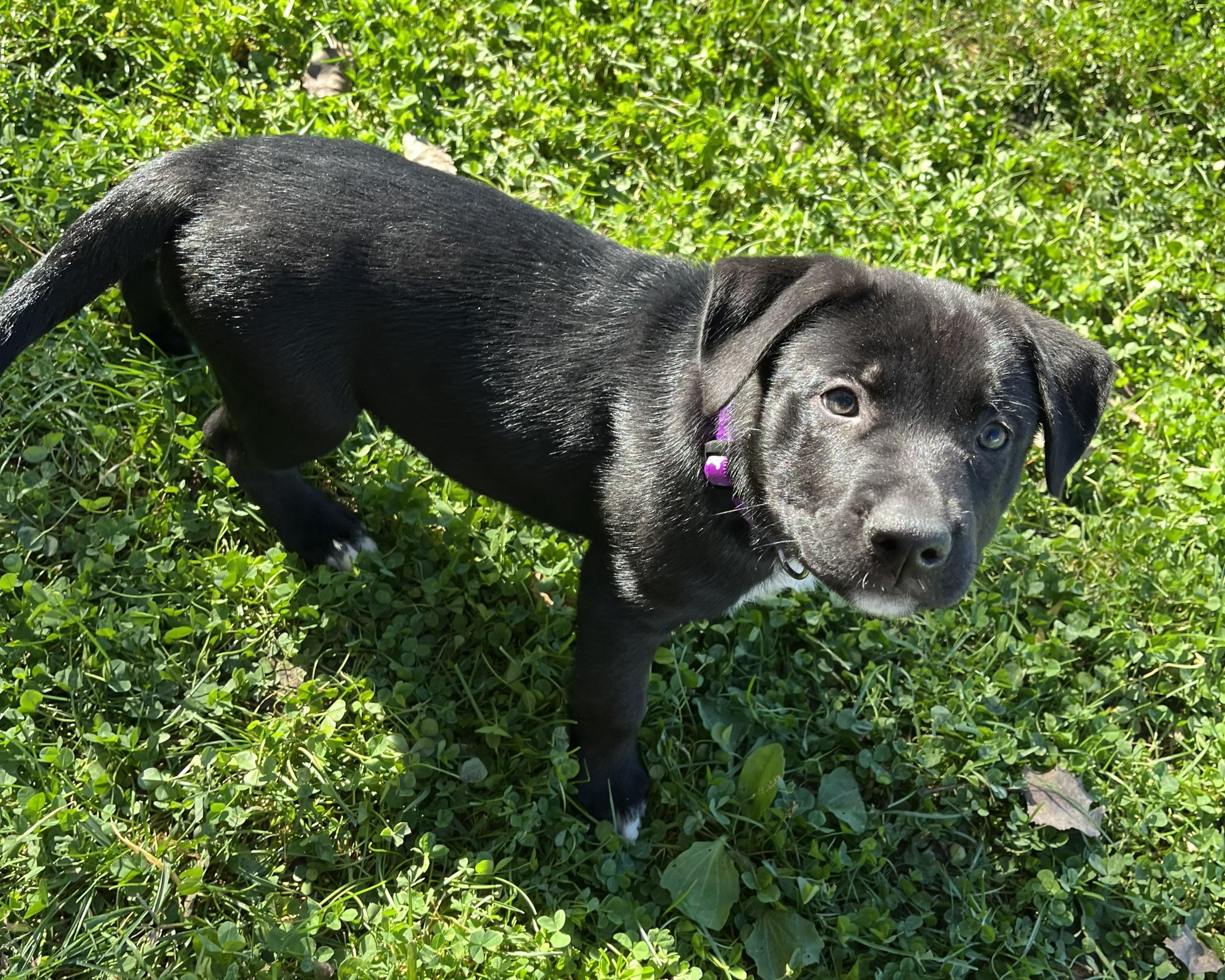 Enlarge Wybie, a Adoptable mixed breed in Grayslake, IL image 3/4