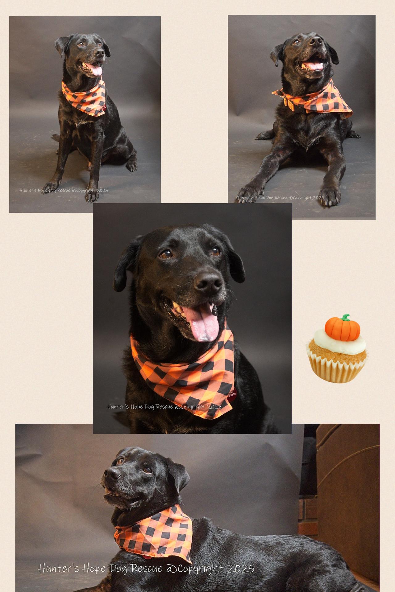 Enlarge Peter, a Adopted mixed breed in Westlake, OH image 3/6