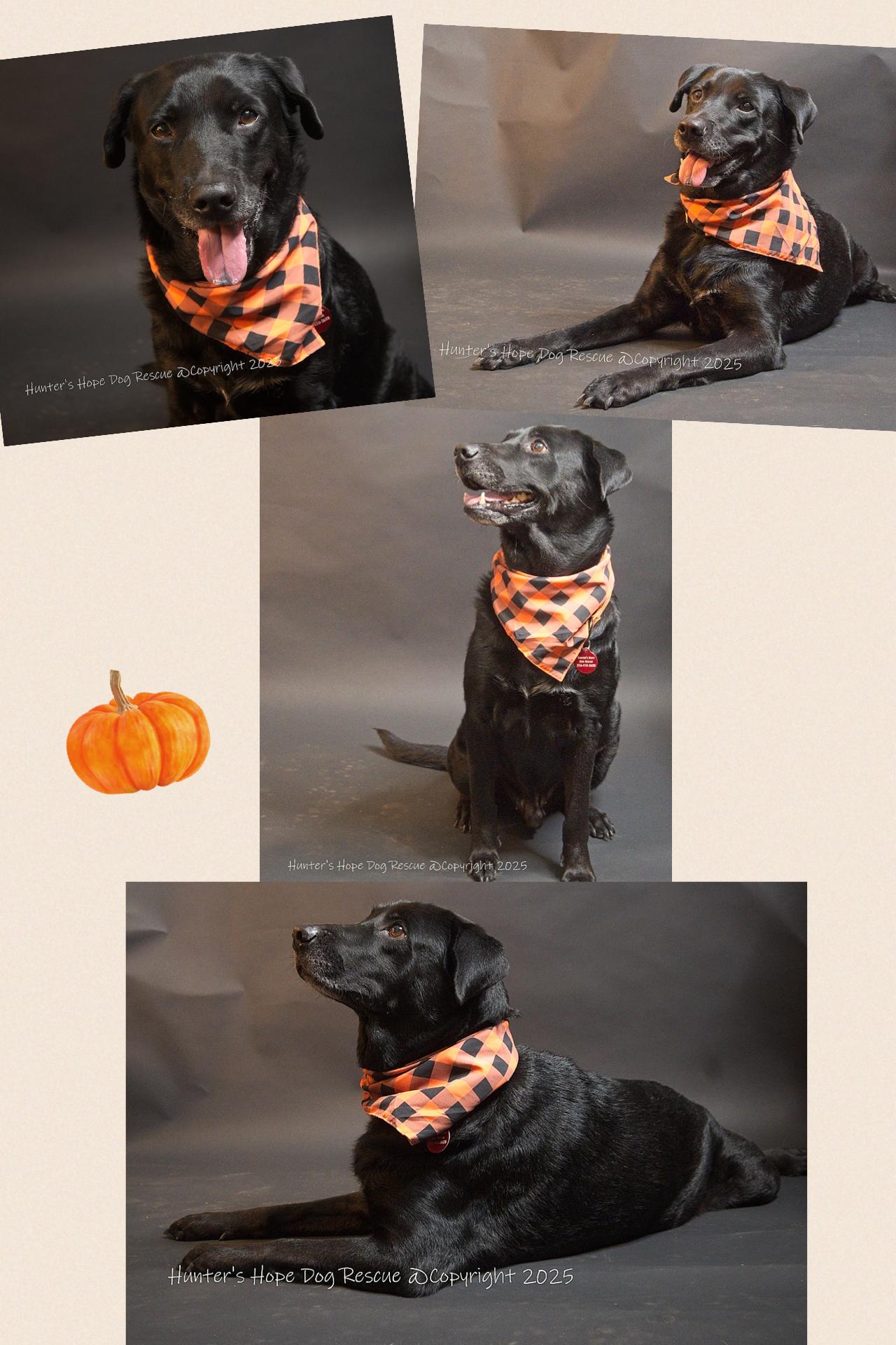 Enlarge Peter, a Adopted mixed breed in Westlake, OH image 4/6