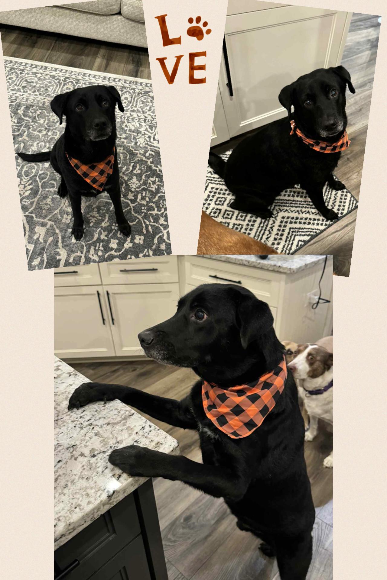 Enlarge Peter, a Adopted mixed breed in Westlake, OH image 5/6