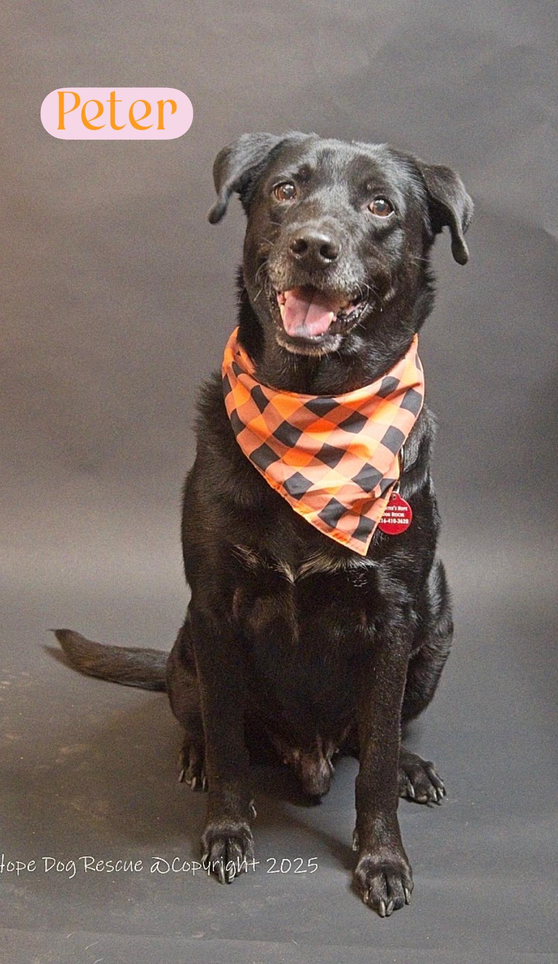 Peter, Adopted, Adult Male Labrador Retriever & Mixed Breed.