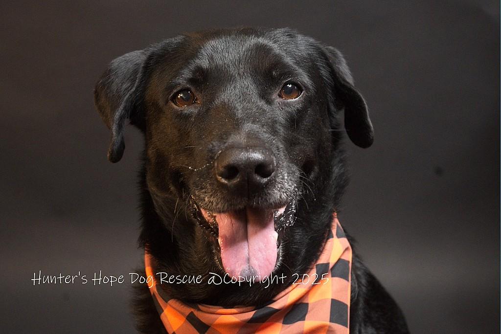 Enlarge Peter, a Adopted mixed breed in Westlake, OH image 2/6