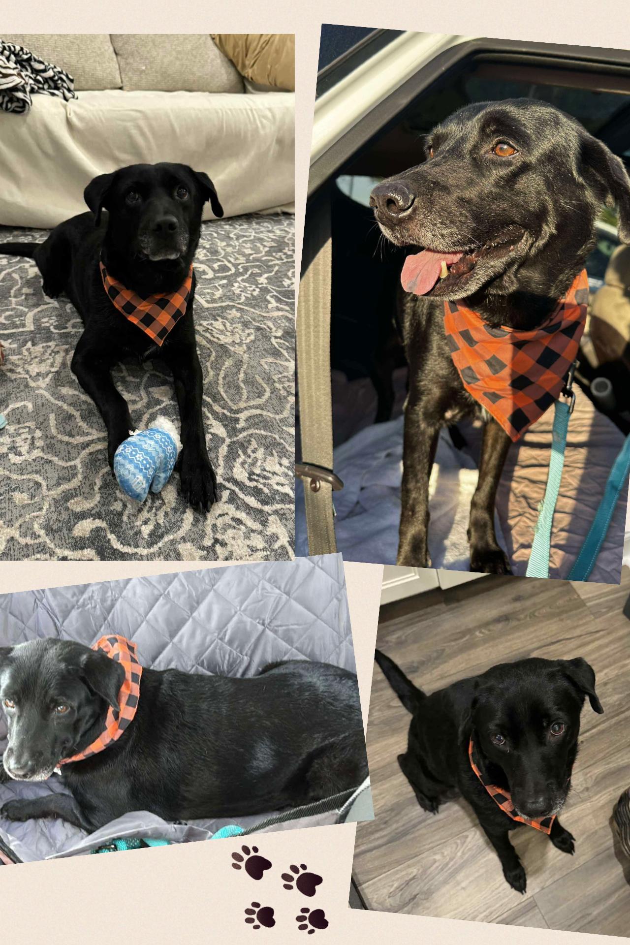 Enlarge Peter, a Adopted mixed breed in Westlake, OH image 6/6