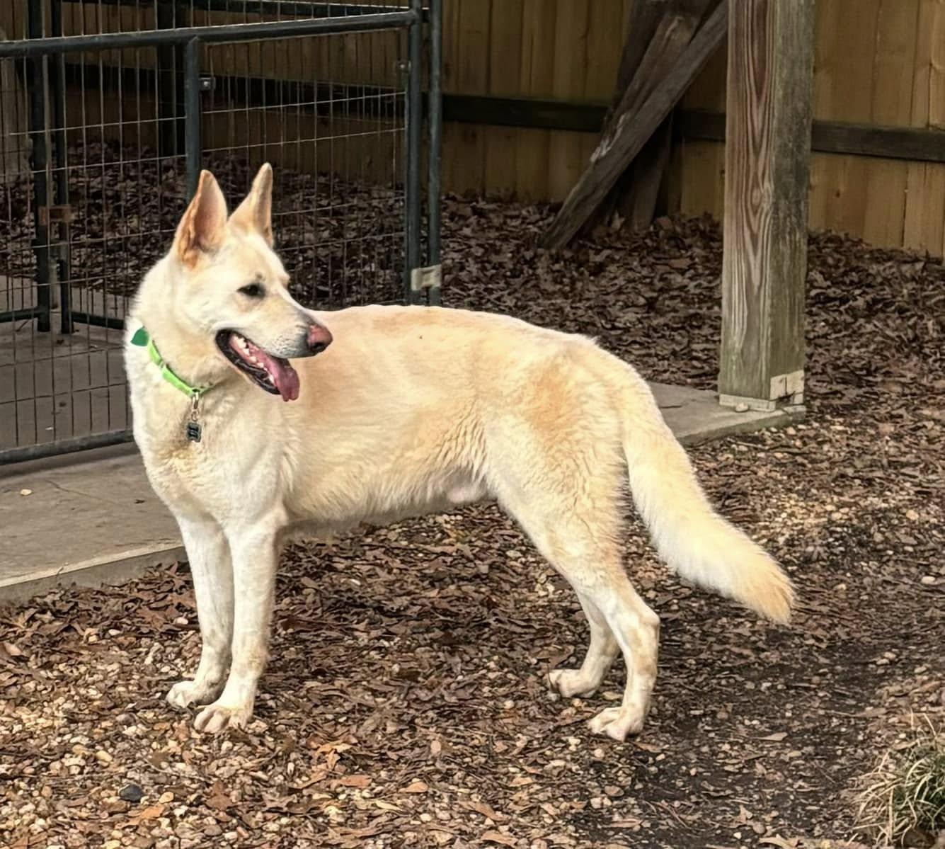 Ofi Thobi (Flame), Adoptable, Adult Male German Shepherd Dog.
