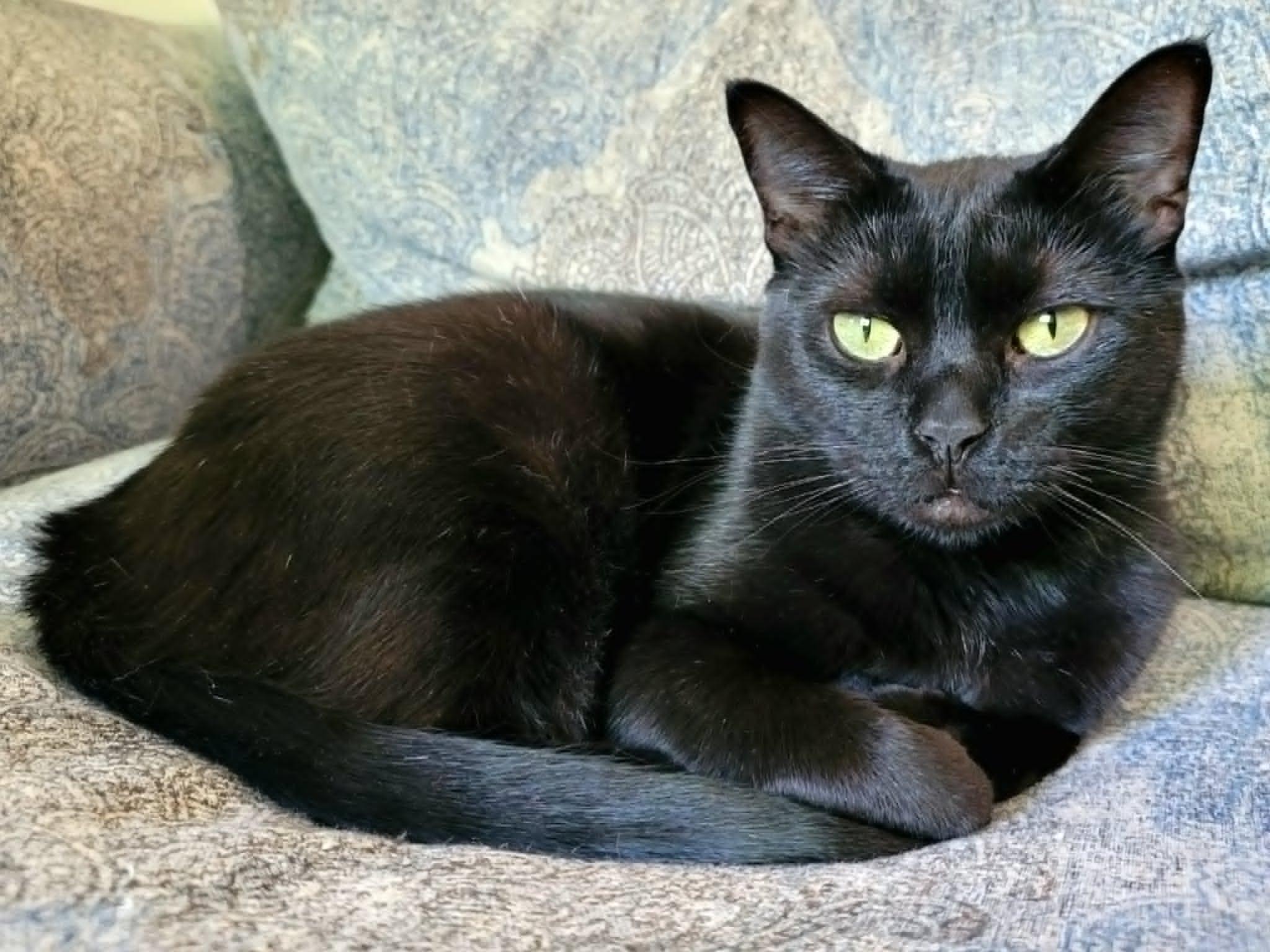 Sparkle, a Adoptable Domestic Short Hair in Mansfield, TX image 1/3