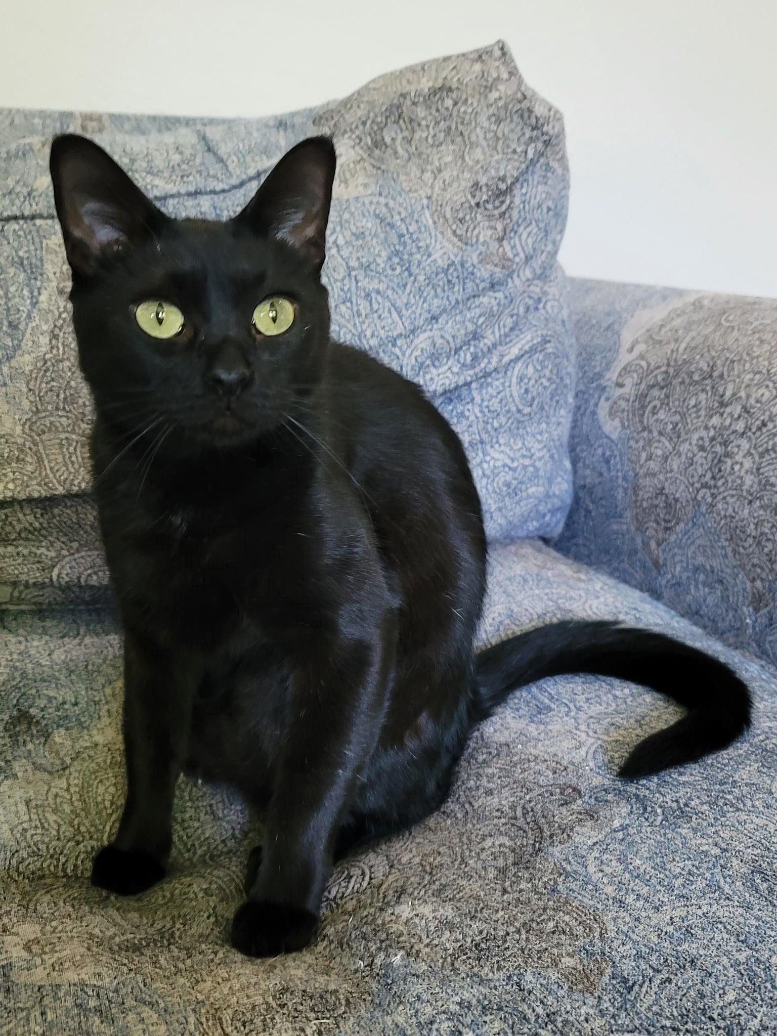 Sparkle, a Adoptable Domestic Short Hair in Mansfield, TX image 2/3