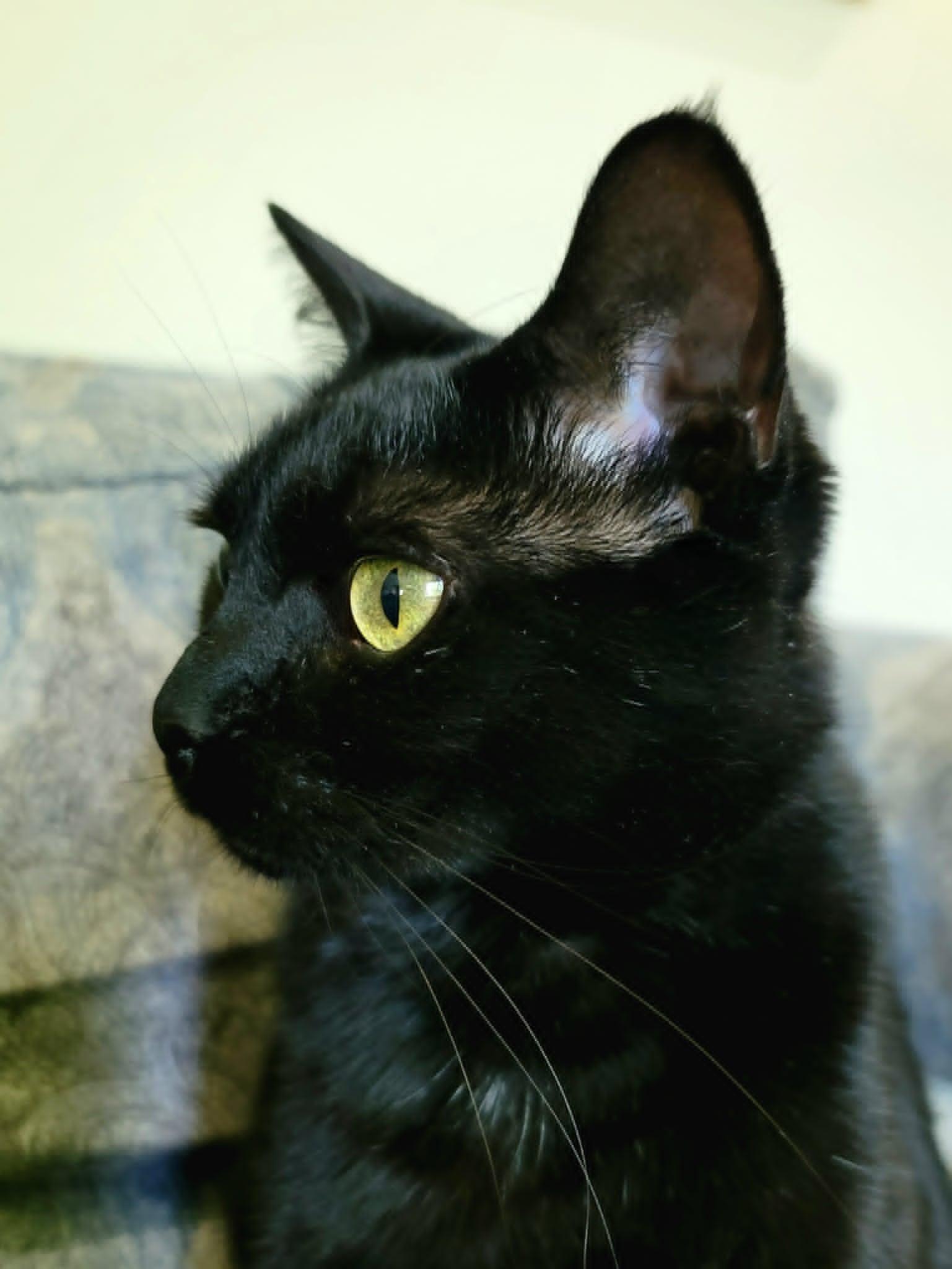 Sparkle, a Adoptable Domestic Short Hair in Mansfield, TX image 3/3