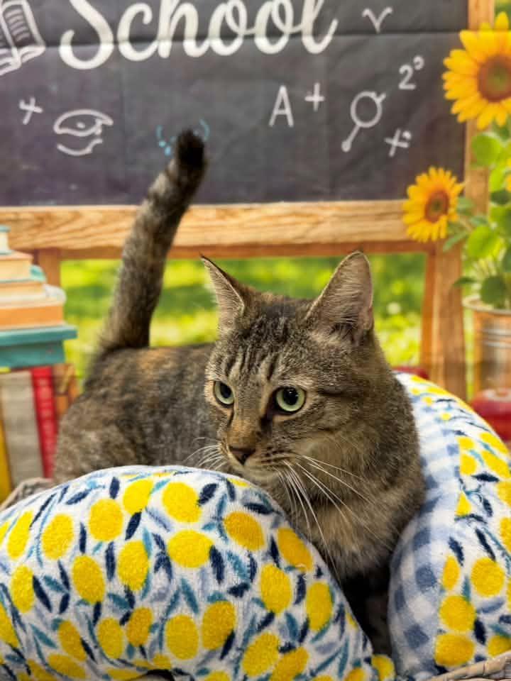 Winnie, Adopted, Adult Female Domestic Short Hair.