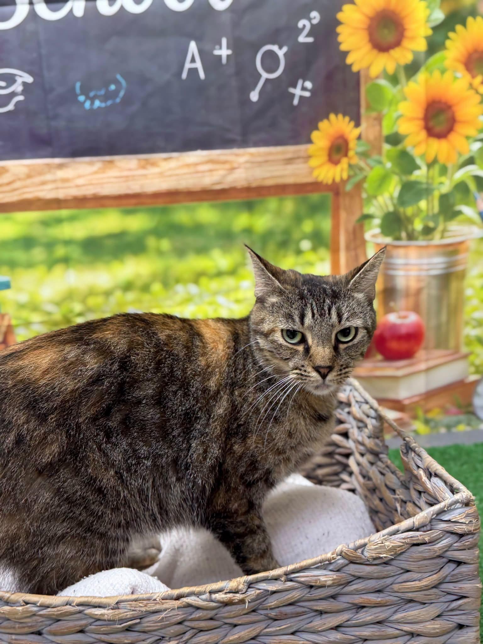 Enlarge Winnie, a Adopted Domestic Short Hair in Statesboro, GA image 2/2