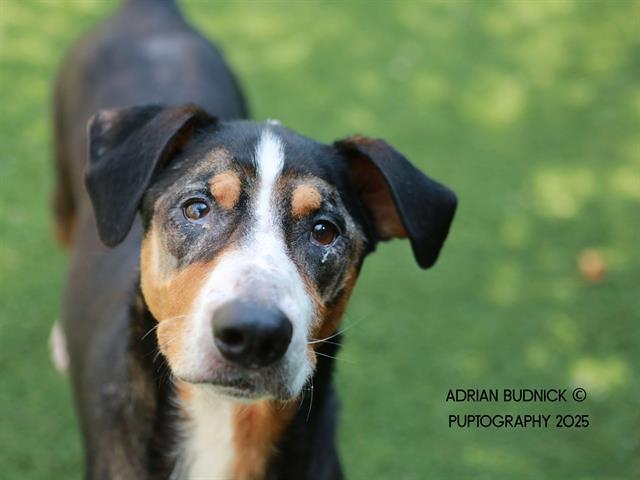 Enlarge ROOT BEER GUY, a Adoptable Mixed Breed in Nashville, TN image 1/1