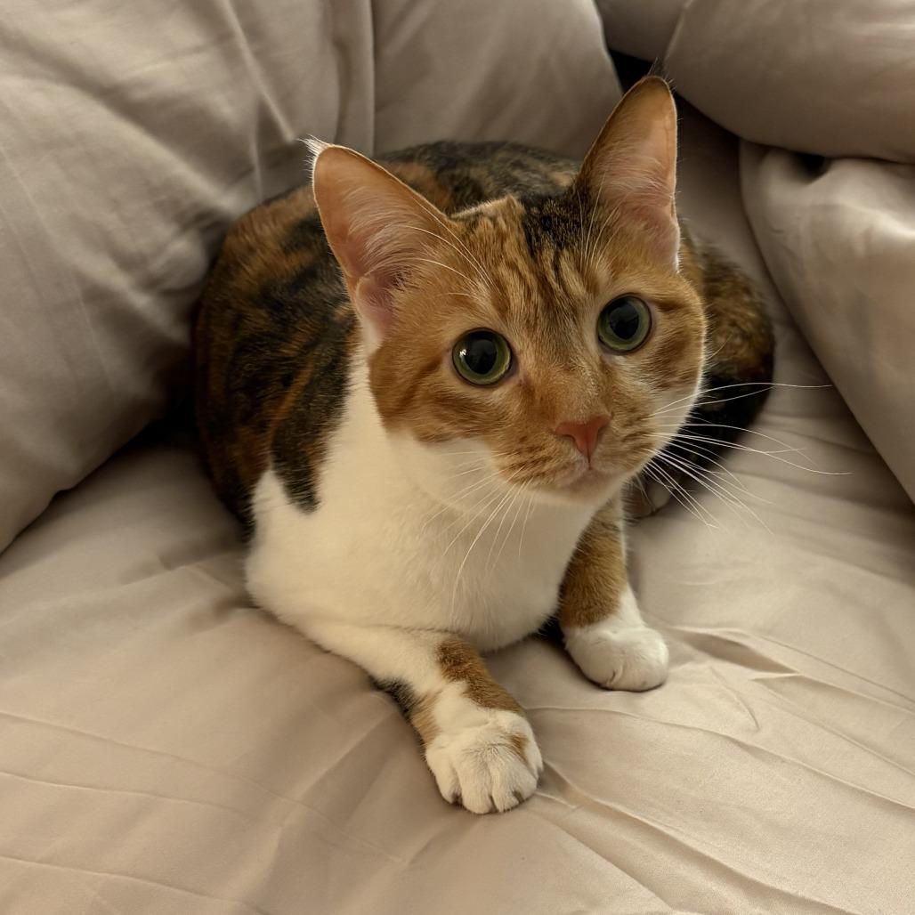 Luna Moon Kuwait (bonded with Autumn Kuwait), Adoptable, Adult Female Domestic Short Hair.