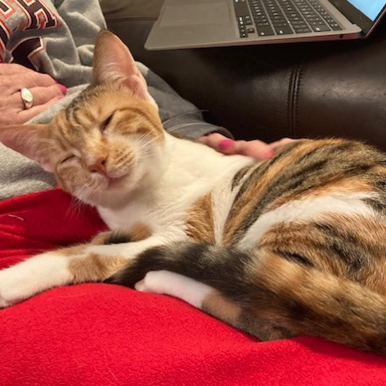 Enlarge Luna Moon Kuwait (bonded with Autumn Kuwait), a Adoptable Domestic Short Hair in Merrifield, VA image 1/6