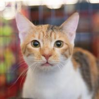 Enlarge Luna Moon Kuwait (bonded with Autumn Kuwait), a Adoptable Domestic Short Hair in Merrifield, VA image 2/6