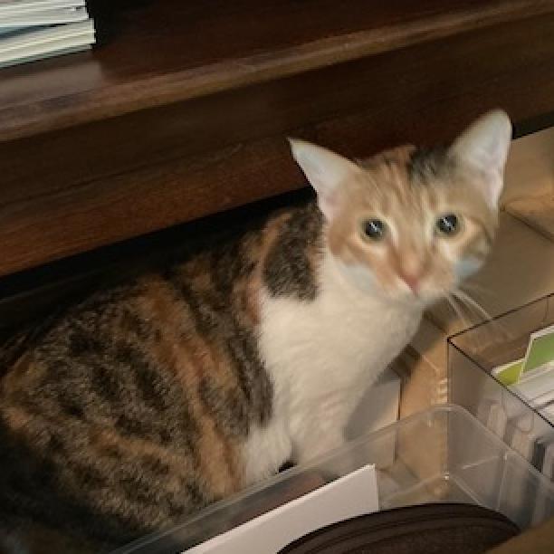 Enlarge Luna Moon Kuwait (bonded with Autumn Kuwait), a Adoptable Domestic Short Hair in Merrifield, VA image 3/6