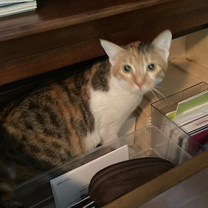 Enlarge Luna Moon Kuwait (bonded with Autumn Kuwait), a Adoptable Domestic Short Hair in Merrifield, VA image 4/6