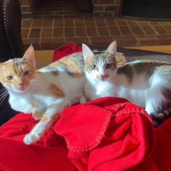 Enlarge Luna Moon Kuwait (bonded with Autumn Kuwait), a Adoptable Domestic Short Hair in Merrifield, VA image 5/6