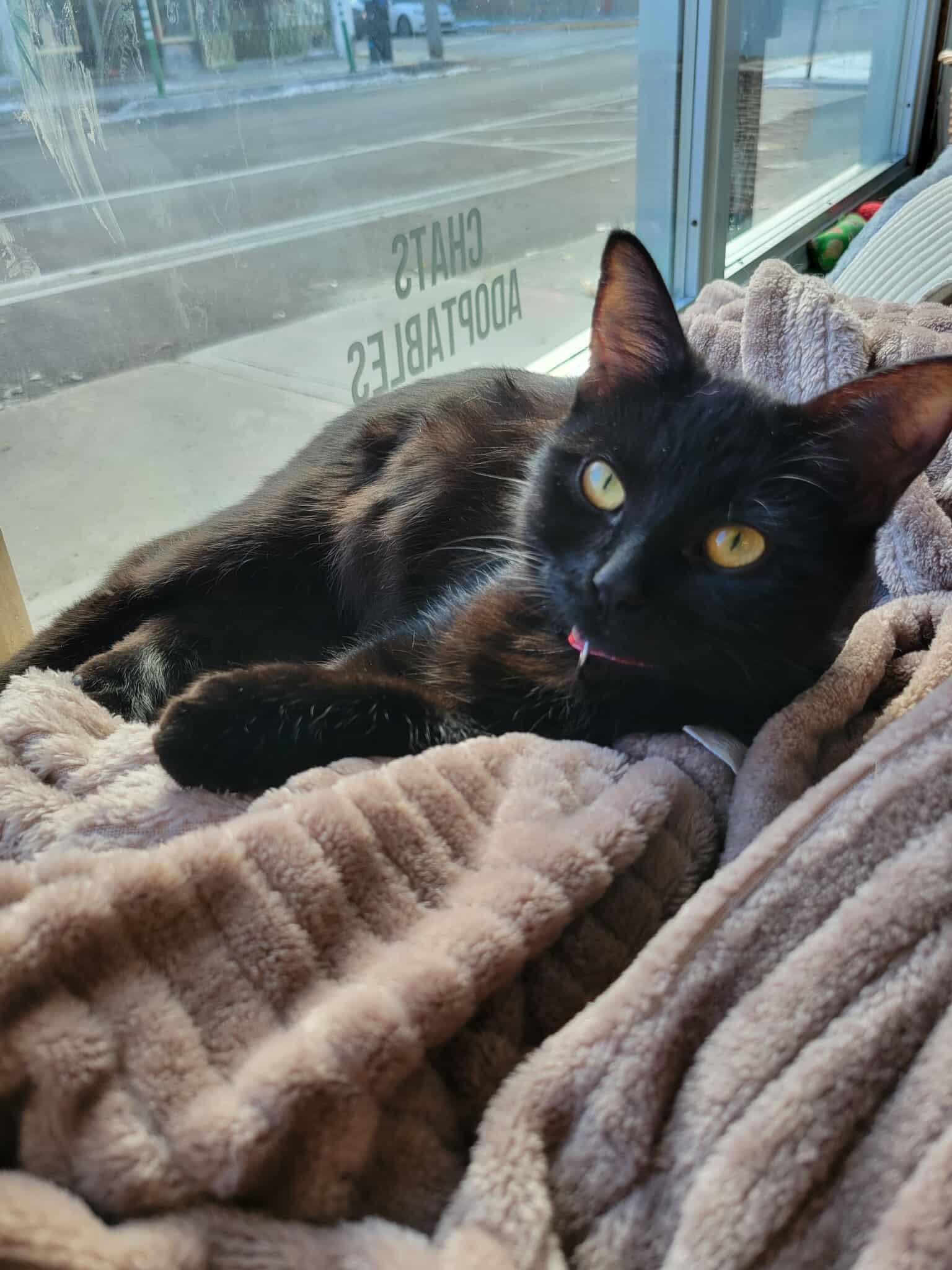 Onze, Adopted, Young Female Domestic Medium Hair.