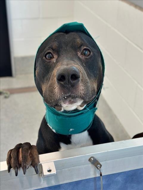 Enlarge LAVA CAKE, a Adoptable mixed breed in Loveland, CO image 1/1