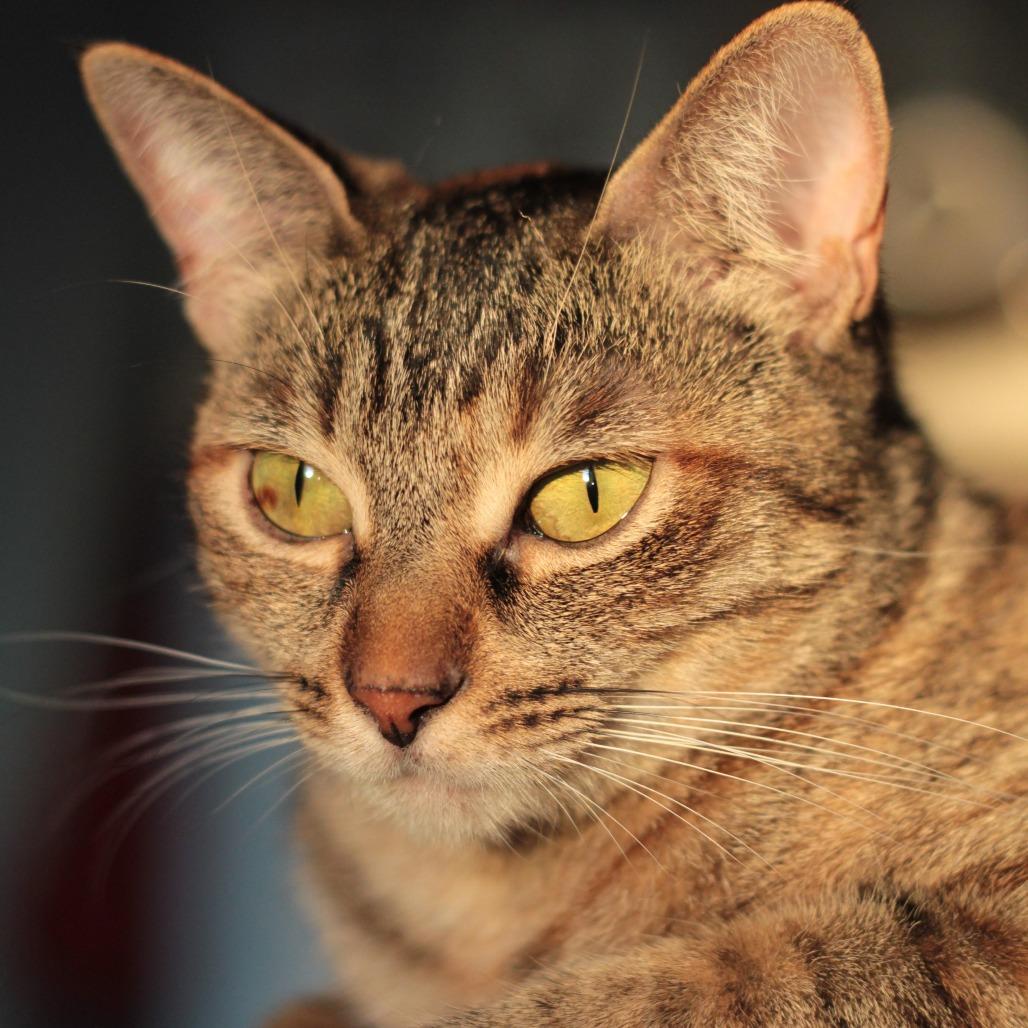 Ruby — thumbnail 2