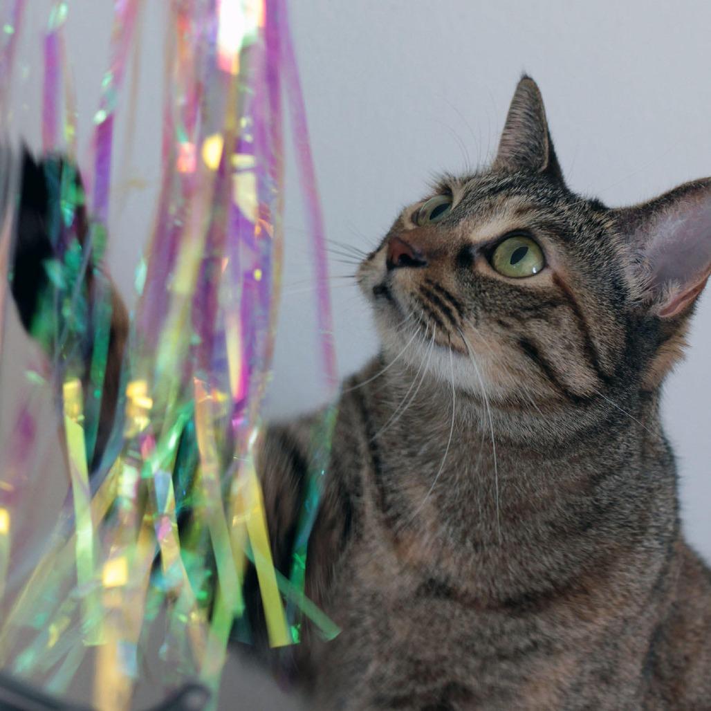 Ruby — thumbnail 4