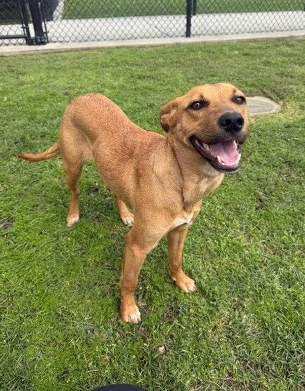 Love Nugget, Adoptable, Young Female Terrier.