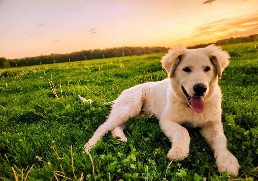 Roch, Adoptable, Puppy Male Great Pyrenees & Labrador Retriever.