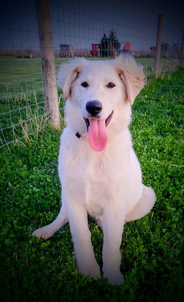 Enlarge Roch, a Adoptable mixed breed in Effingham, IL image 2/3