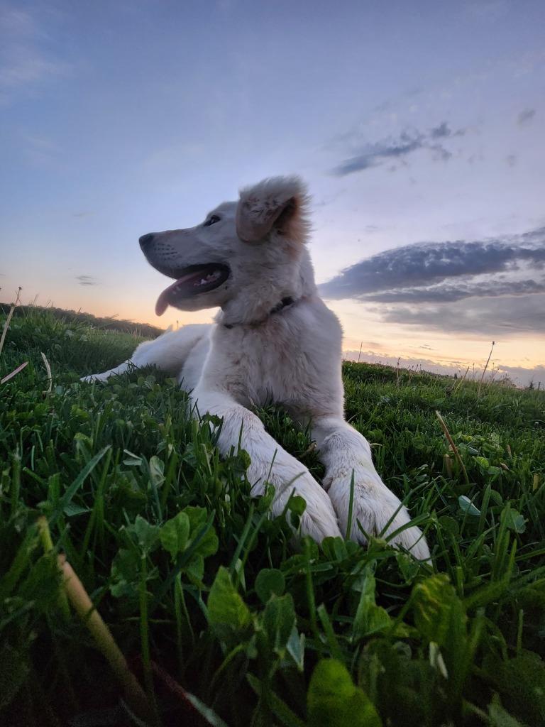 Enlarge Roch, a Adoptable mixed breed in Effingham, IL image 3/3