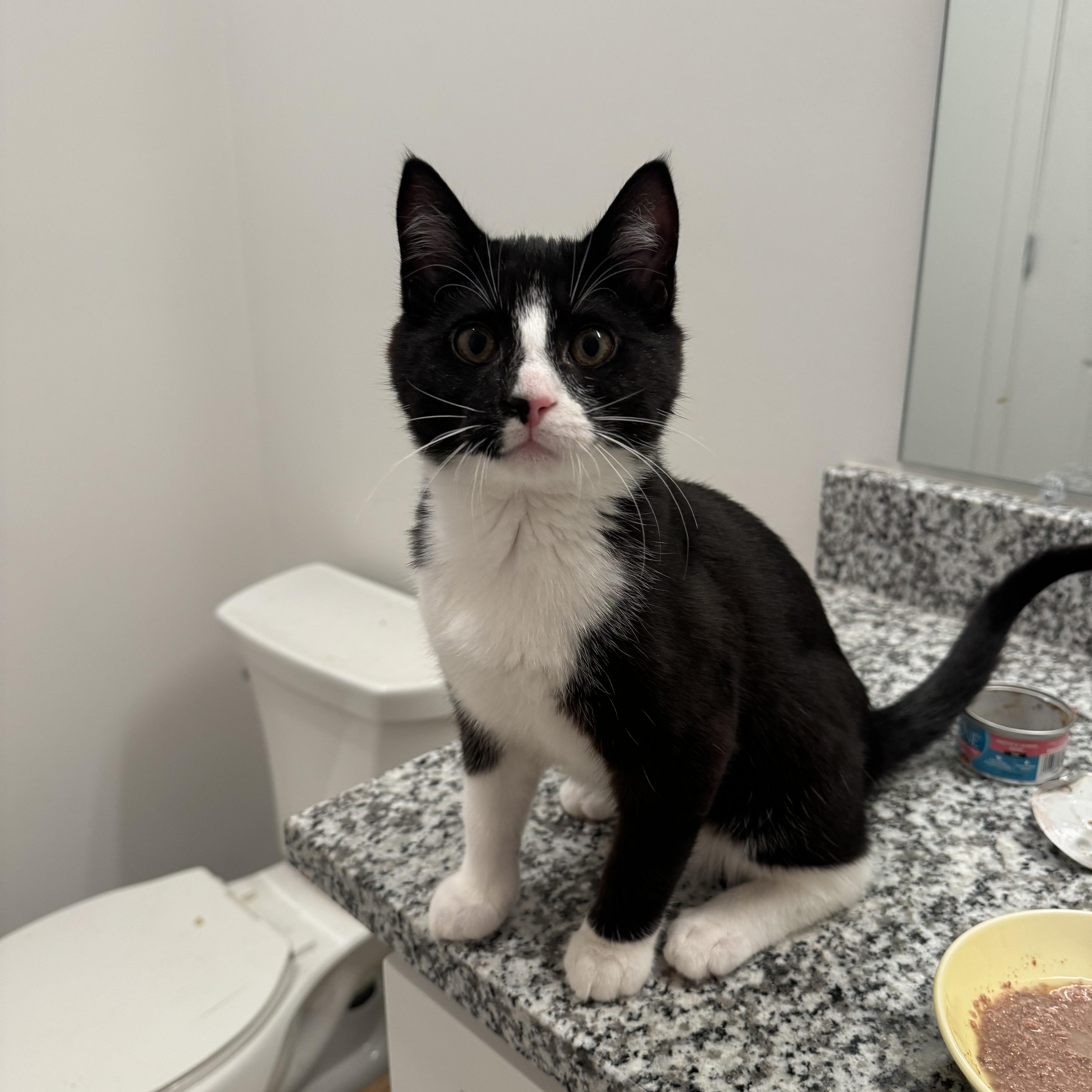 Enlarge Gus and Rocky , a ADOPTABLE Domestic Short Hair in Bellmawr, NJ image 1/2