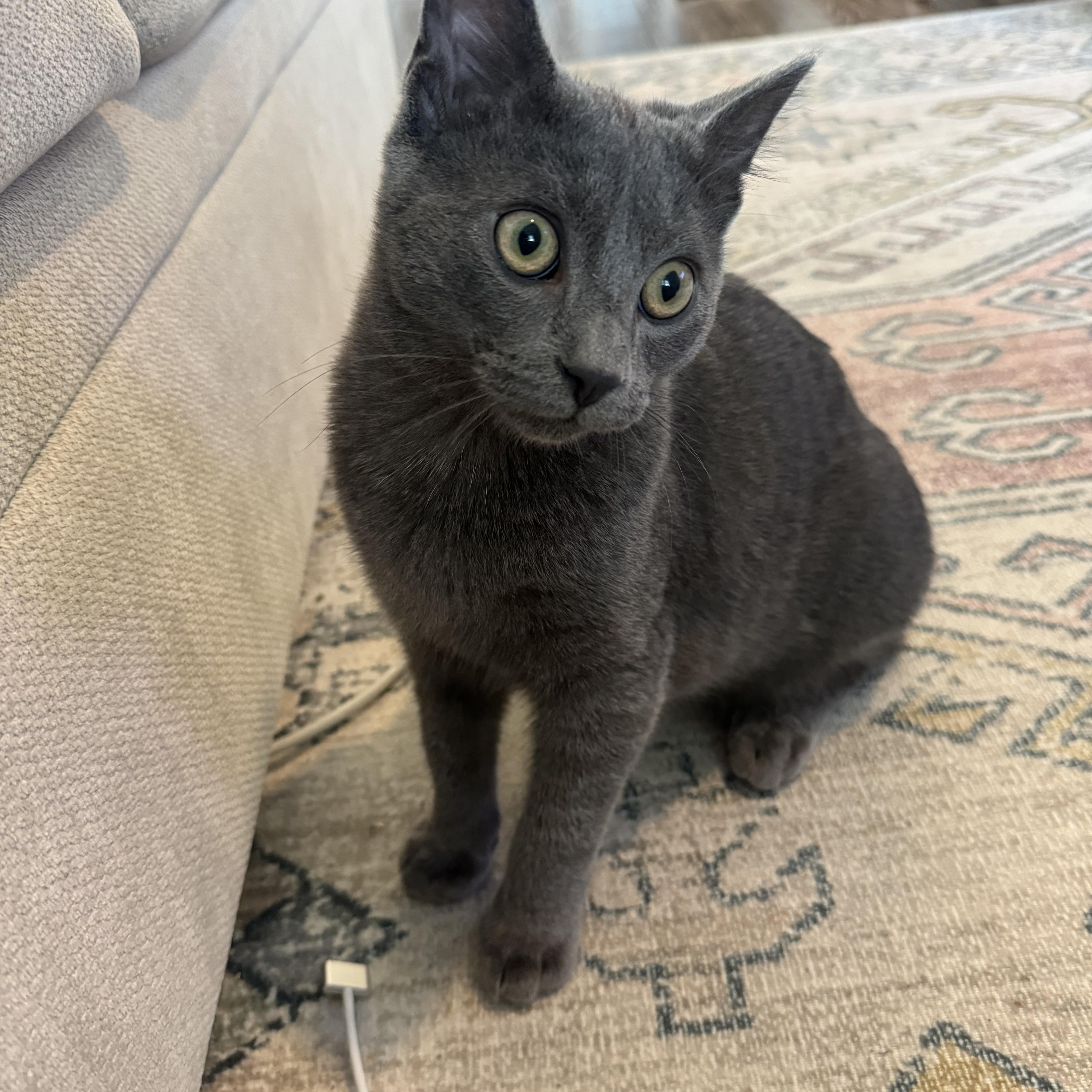 Enlarge Gus and Rocky , a ADOPTABLE Domestic Short Hair in Bellmawr, NJ image 2/2