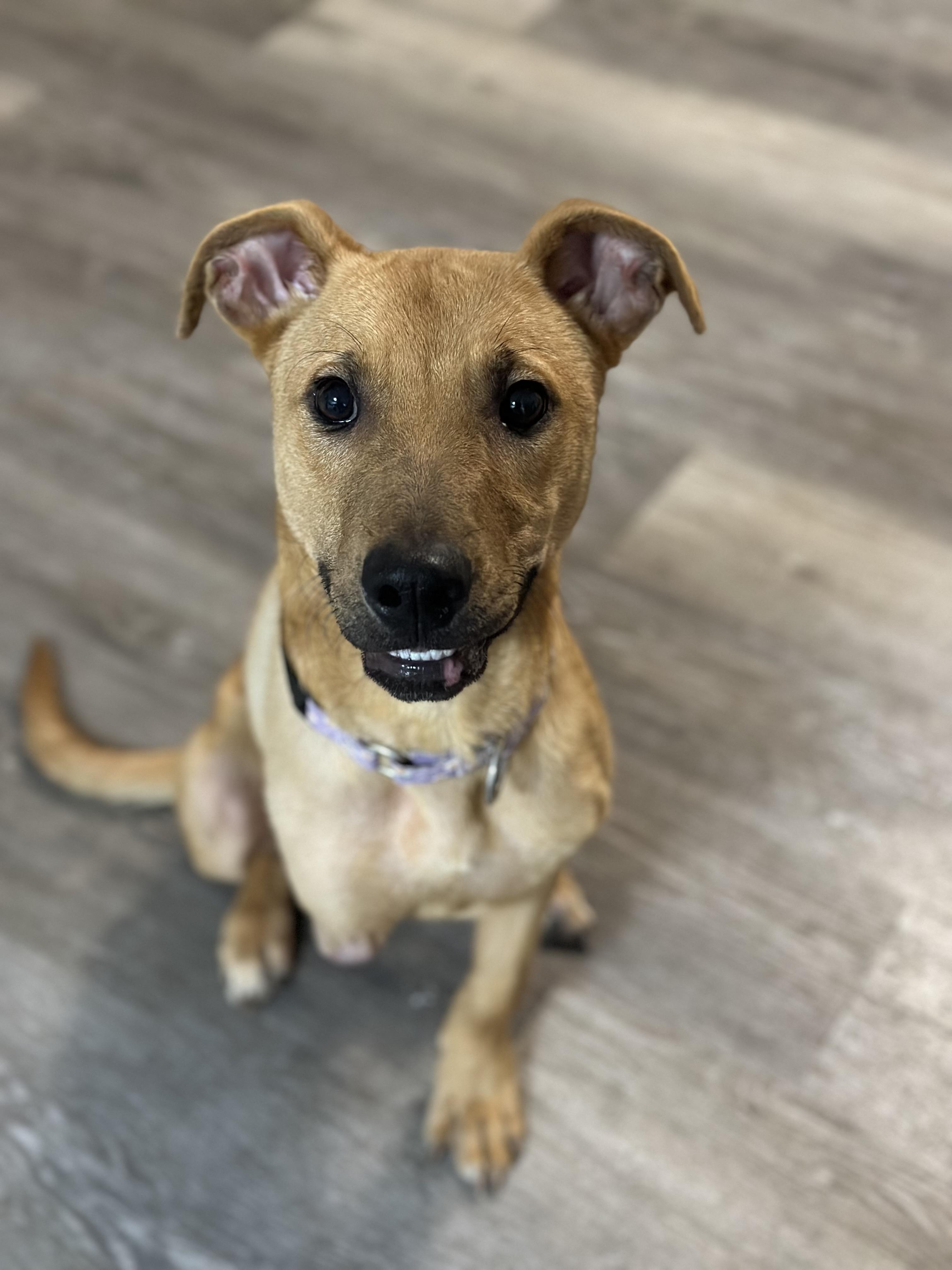 Enlarge Kemma, an adoptable mixed breed in Smyrna, TN image 1/2