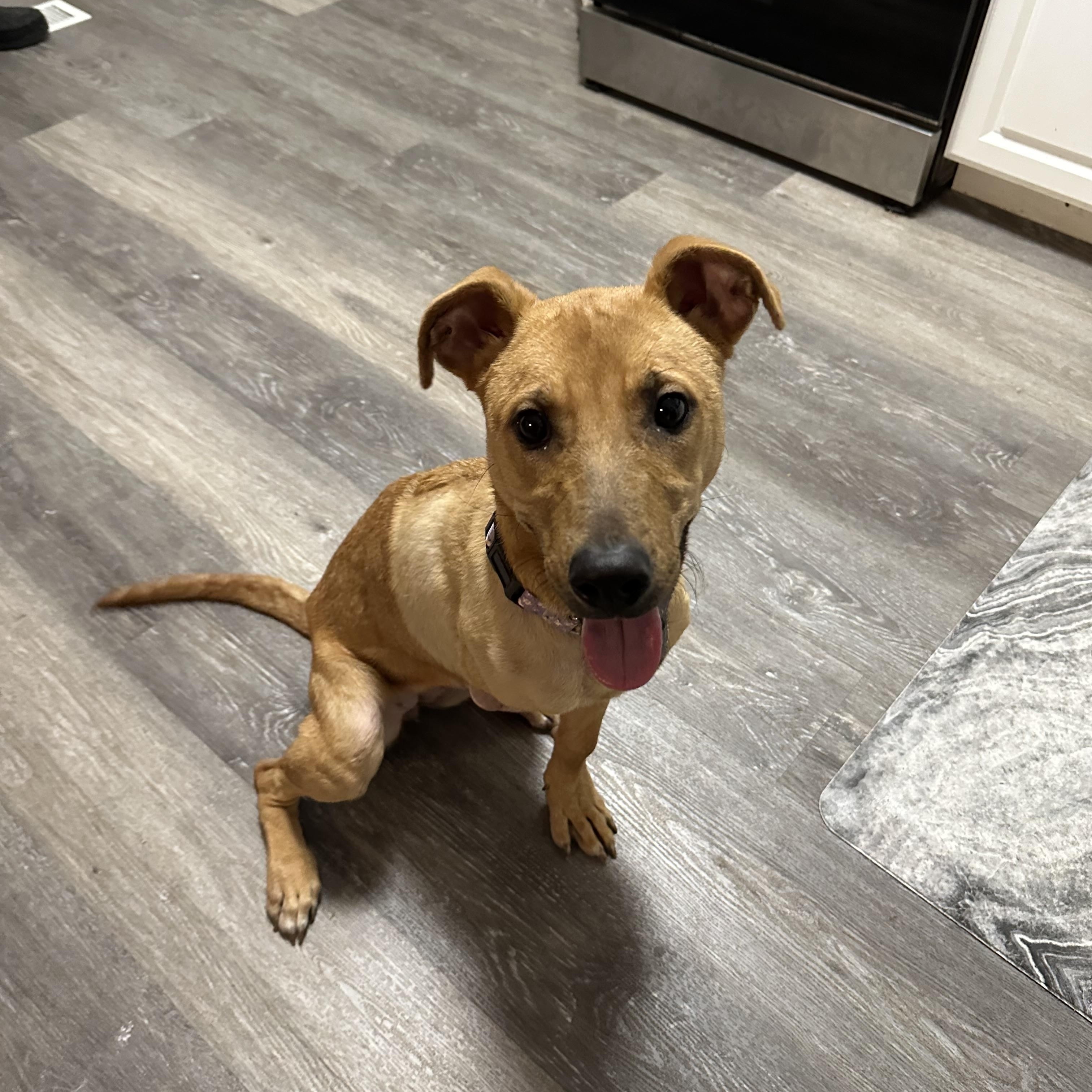 Enlarge Kemma, an adoptable mixed breed in Smyrna, TN image 2/2