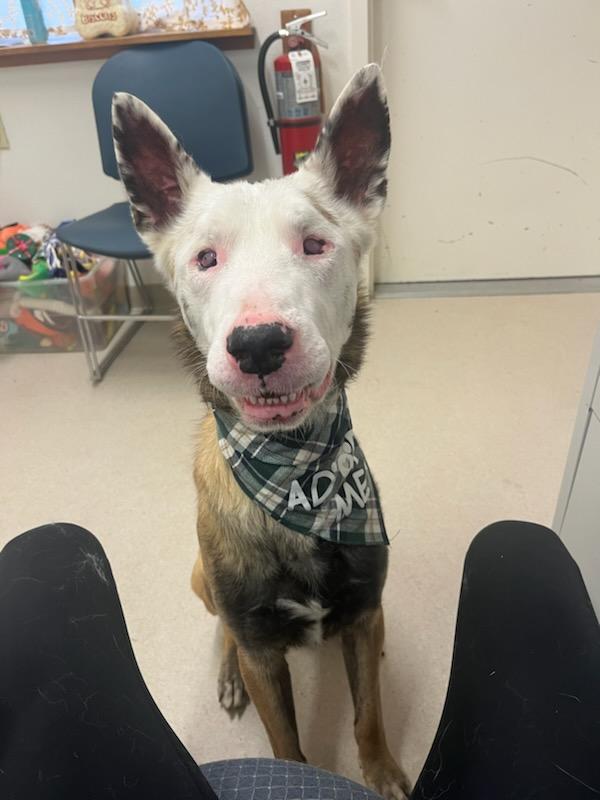 Cheese, Adoptable, Adult Male Belgian Shepherd / Malinois & German Shepherd Dog.