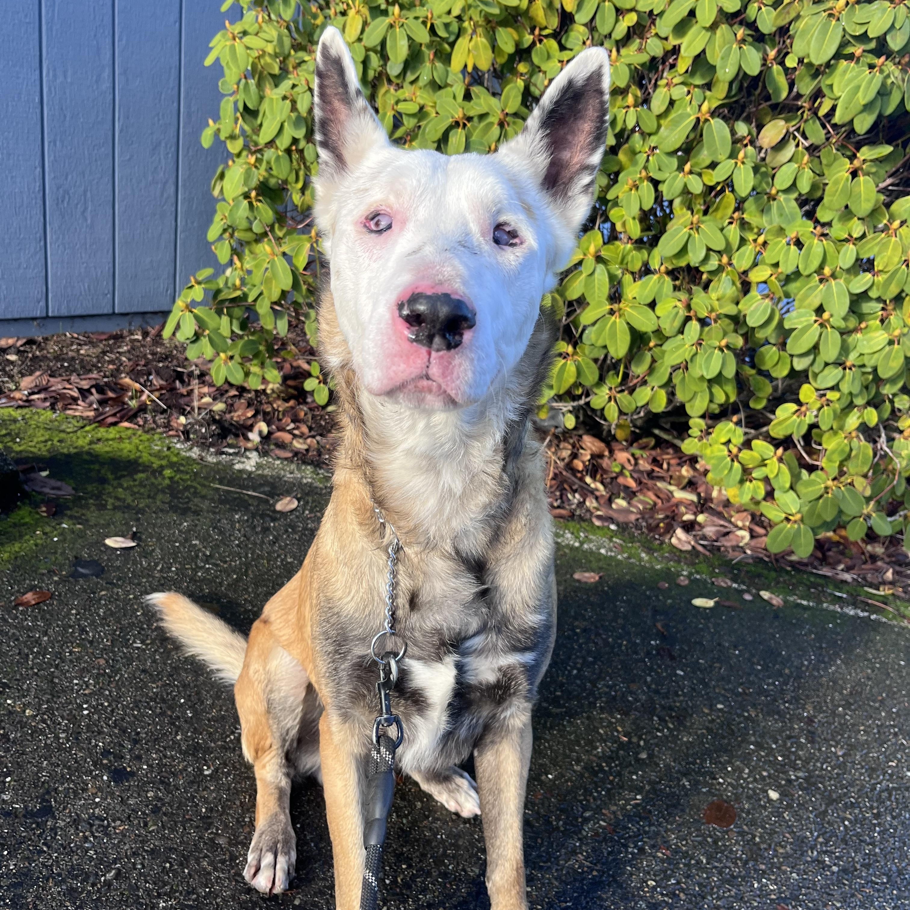 Enlarge Cheese, a Adoptable mixed breed in Shelton, WA image 6/6
