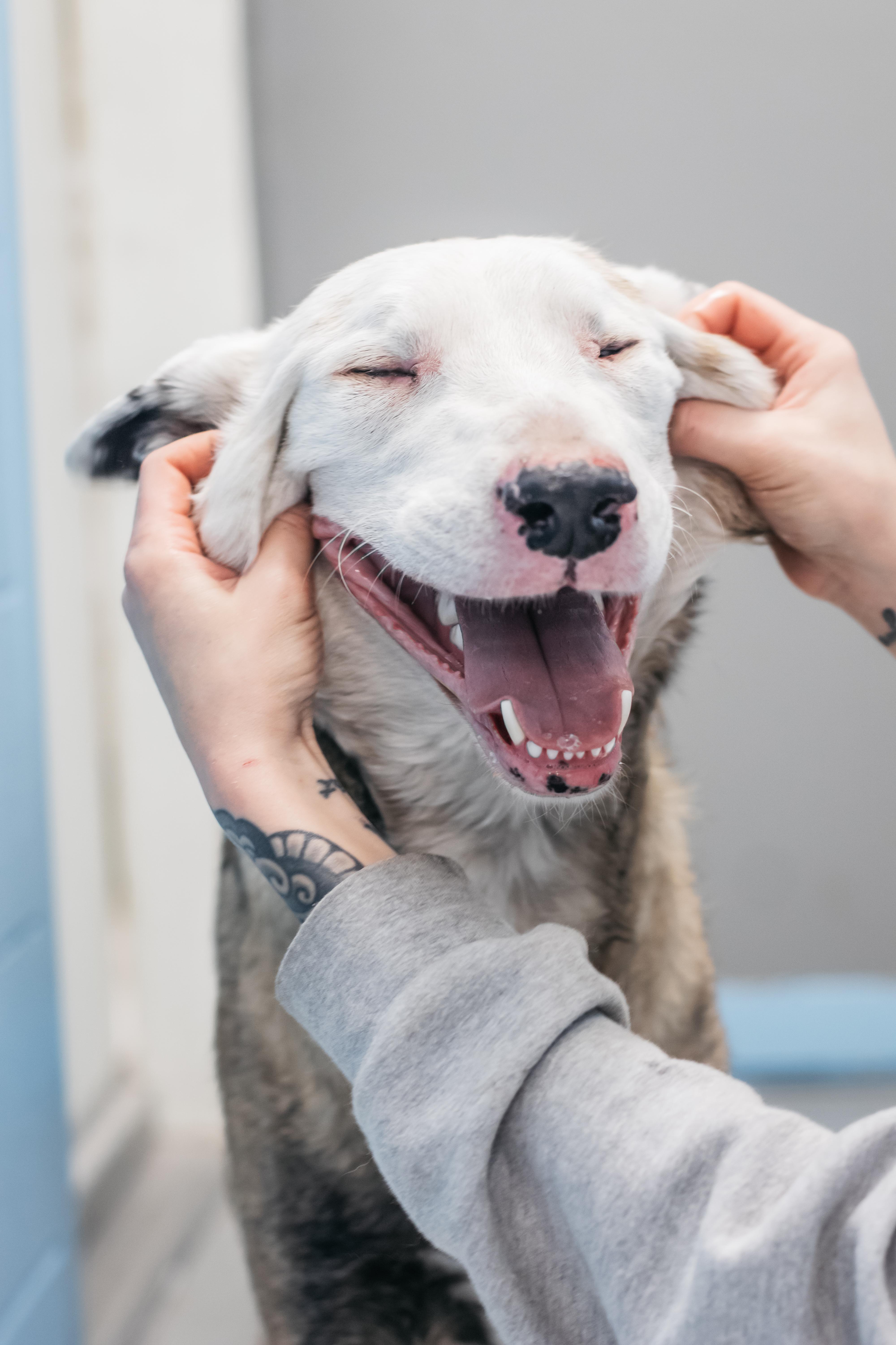 Enlarge Cheese, a Adoptable mixed breed in Shelton, WA image 4/6