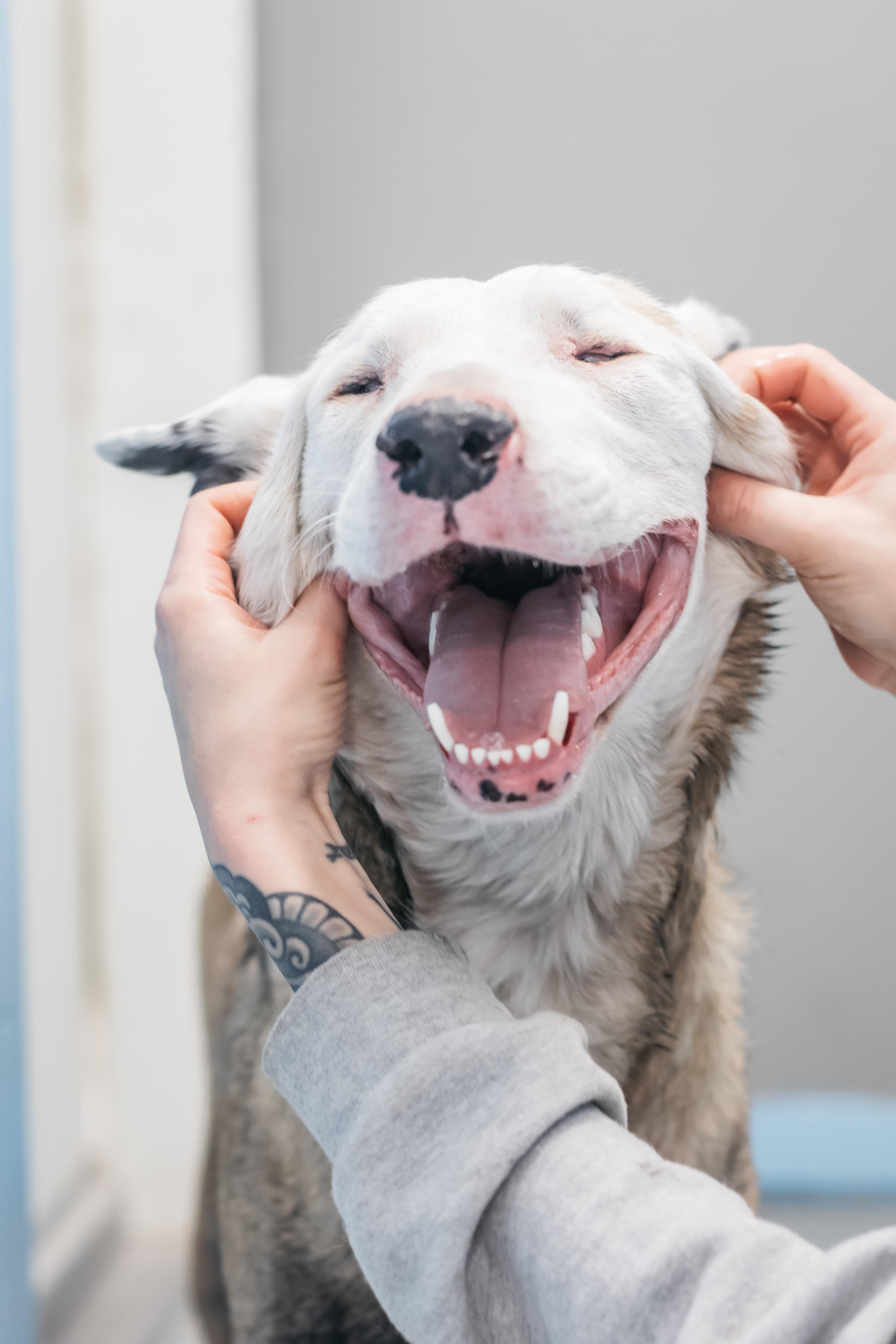 Enlarge Cheese, a Adoptable mixed breed in Shelton, WA image 1/6