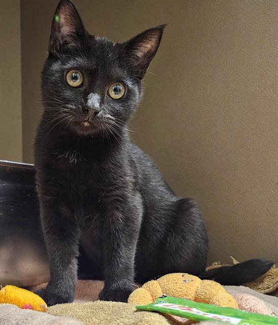 Enlarge MILES, a Adoptable Domestic Short Hair in Clyde, NC image 1/1