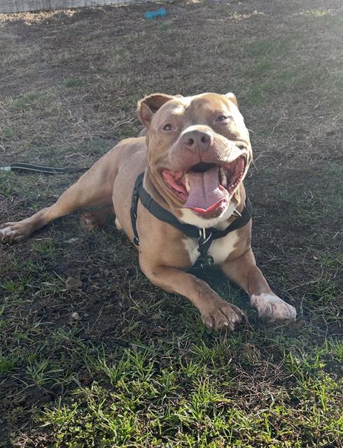 BALOO, Adoptable, Adult Male Pit Bull Terrier.