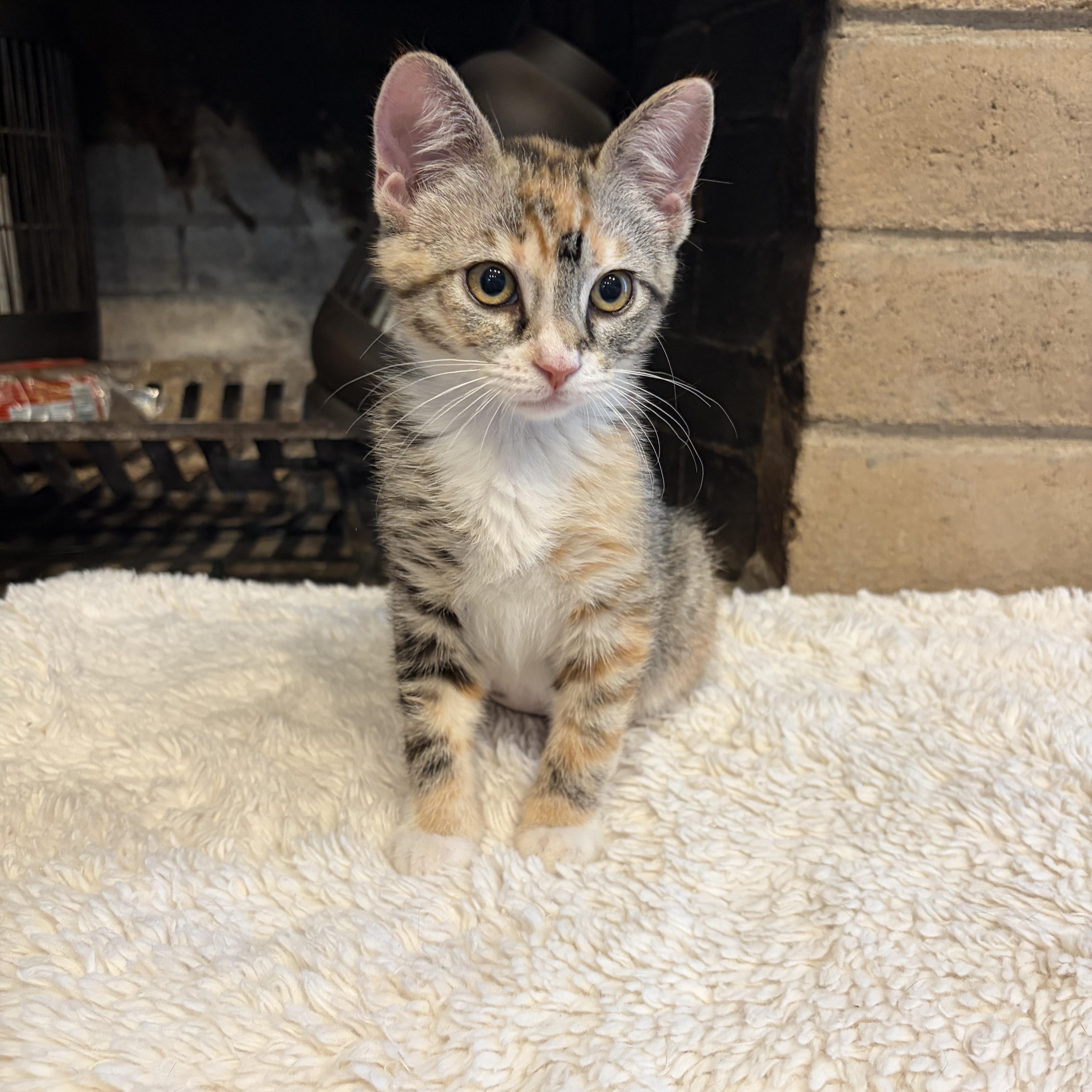 Enlarge Alana INDOOR ONLY, an adopted mixed breed in Stockton, CA image 2/2