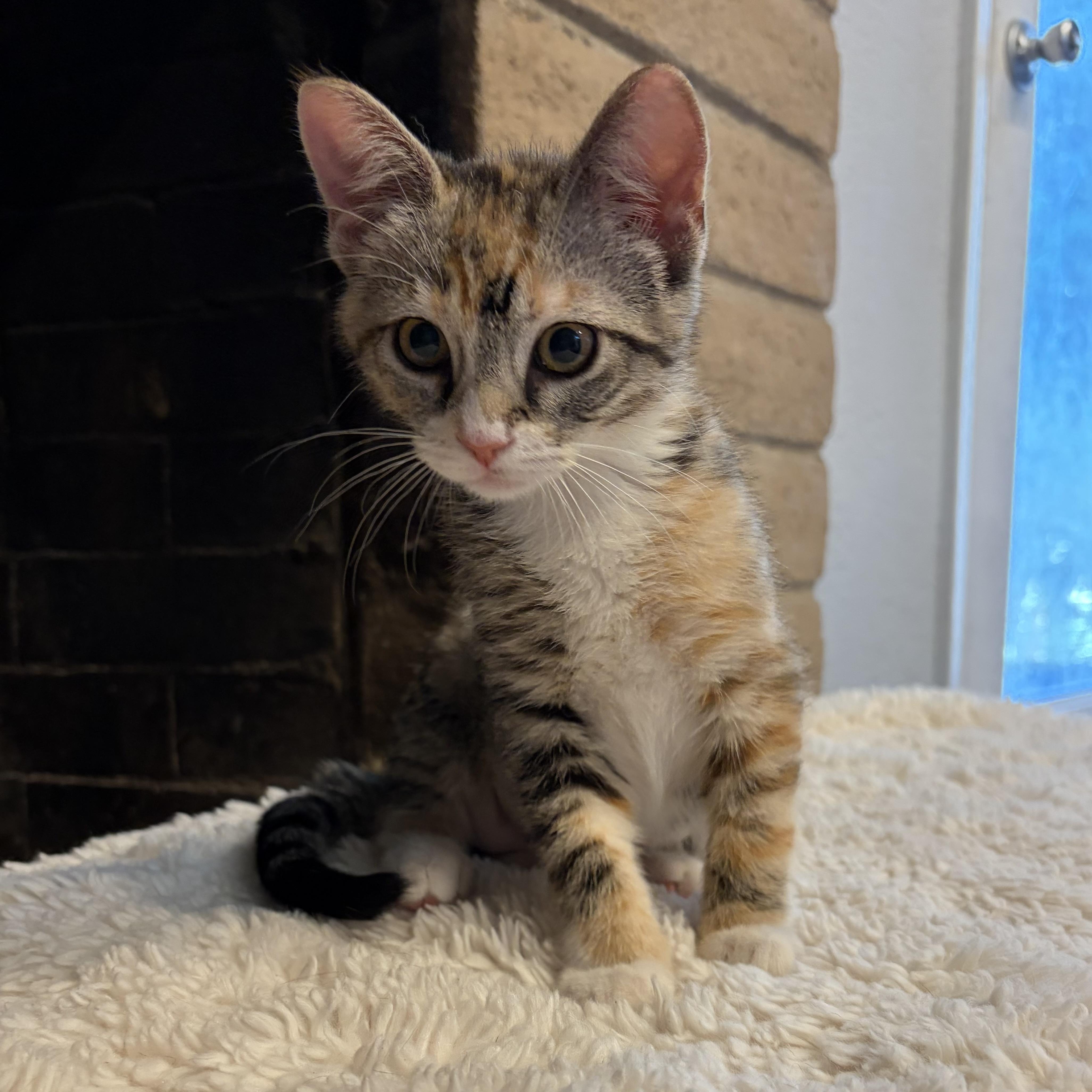 Enlarge Alana INDOOR ONLY, an adopted mixed breed in Stockton, CA image 1/2