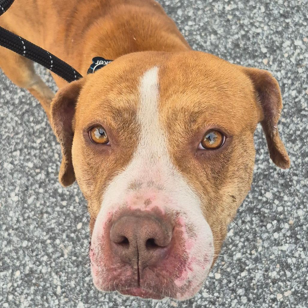 Moonpie 3422 — thumbnail 5