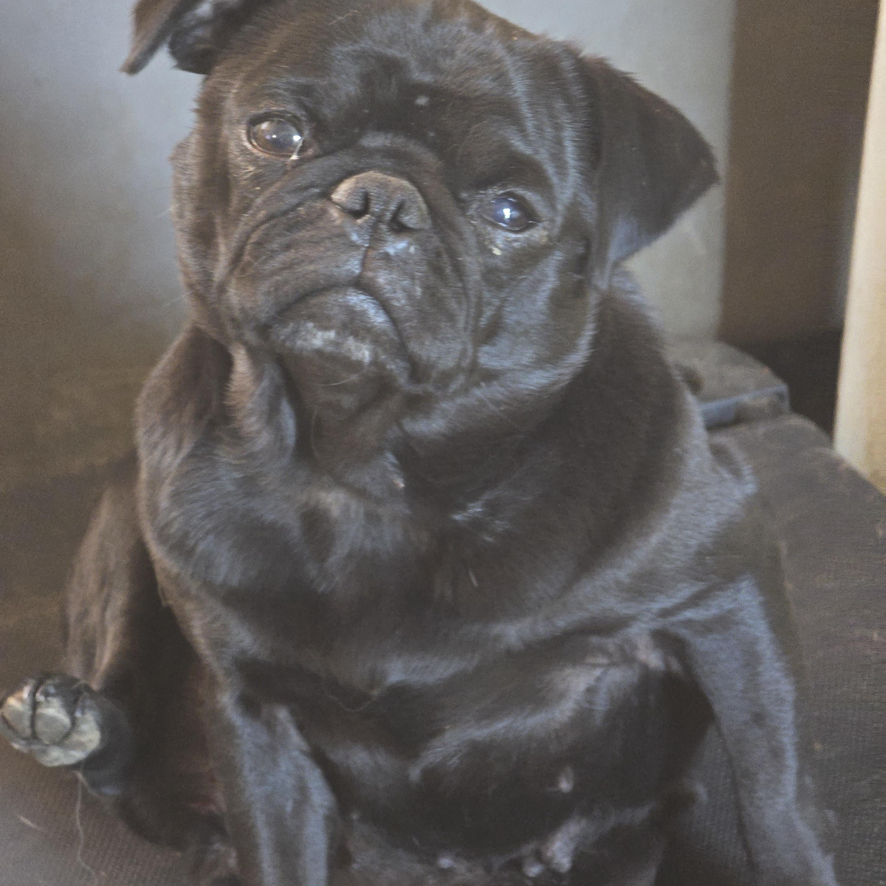 Enlarge Phobe, an adoptable Pug in Zaleski, OH image 1/1
