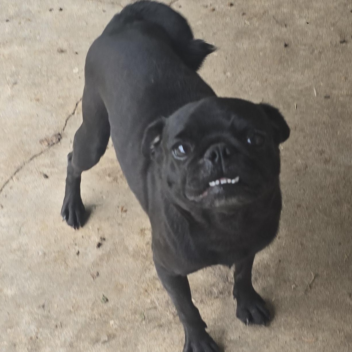 Phobe, an adoptable Pug in Zaleski, OH image 2/2