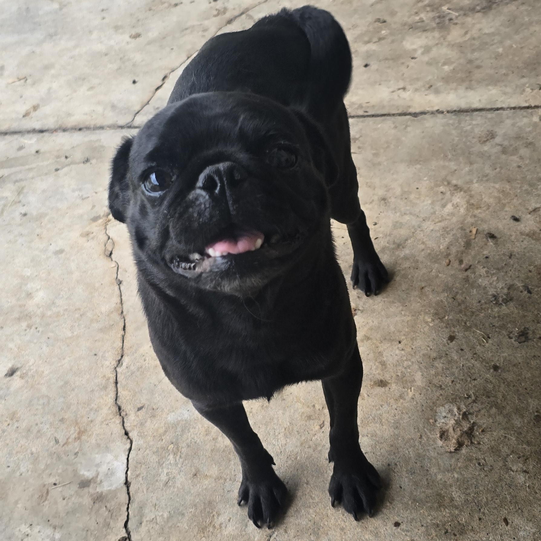 Phobe, adoptable, Adult Female Pug.