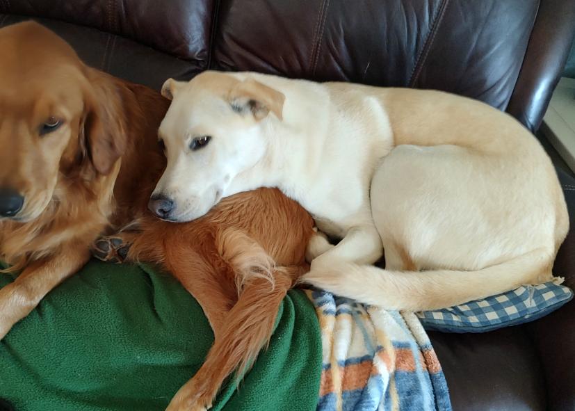 Webster, Adoptable, Young Male Labrador Retriever & Husky.